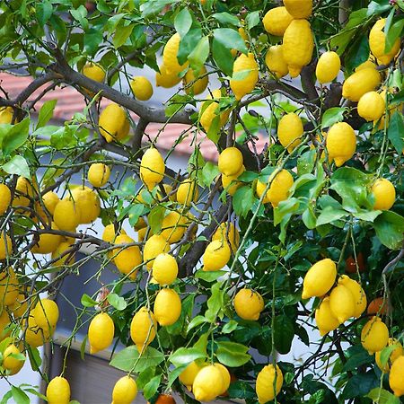 مبيت وإفطار سورينتو Il Giardino Segreto المظهر الخارجي الصورة