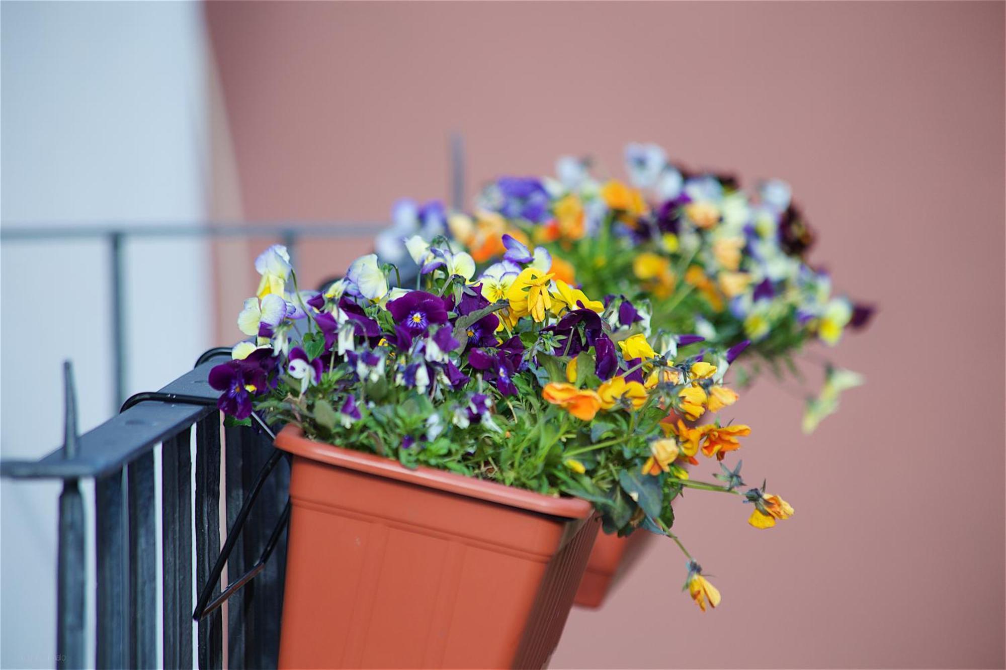 مبيت وإفطار سورينتو Il Giardino Segreto المظهر الخارجي الصورة
