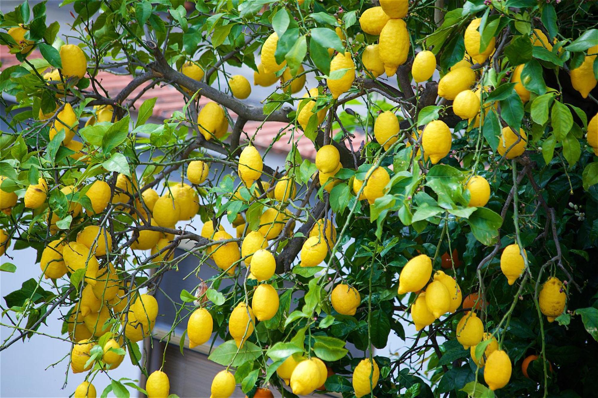 مبيت وإفطار سورينتو Il Giardino Segreto المظهر الخارجي الصورة